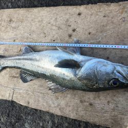 サビキでスズキ